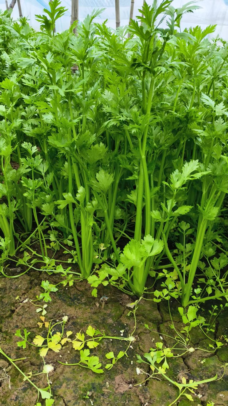 【推荐】河北西芹大量上市量大从优保质保量现摘现发对接商
