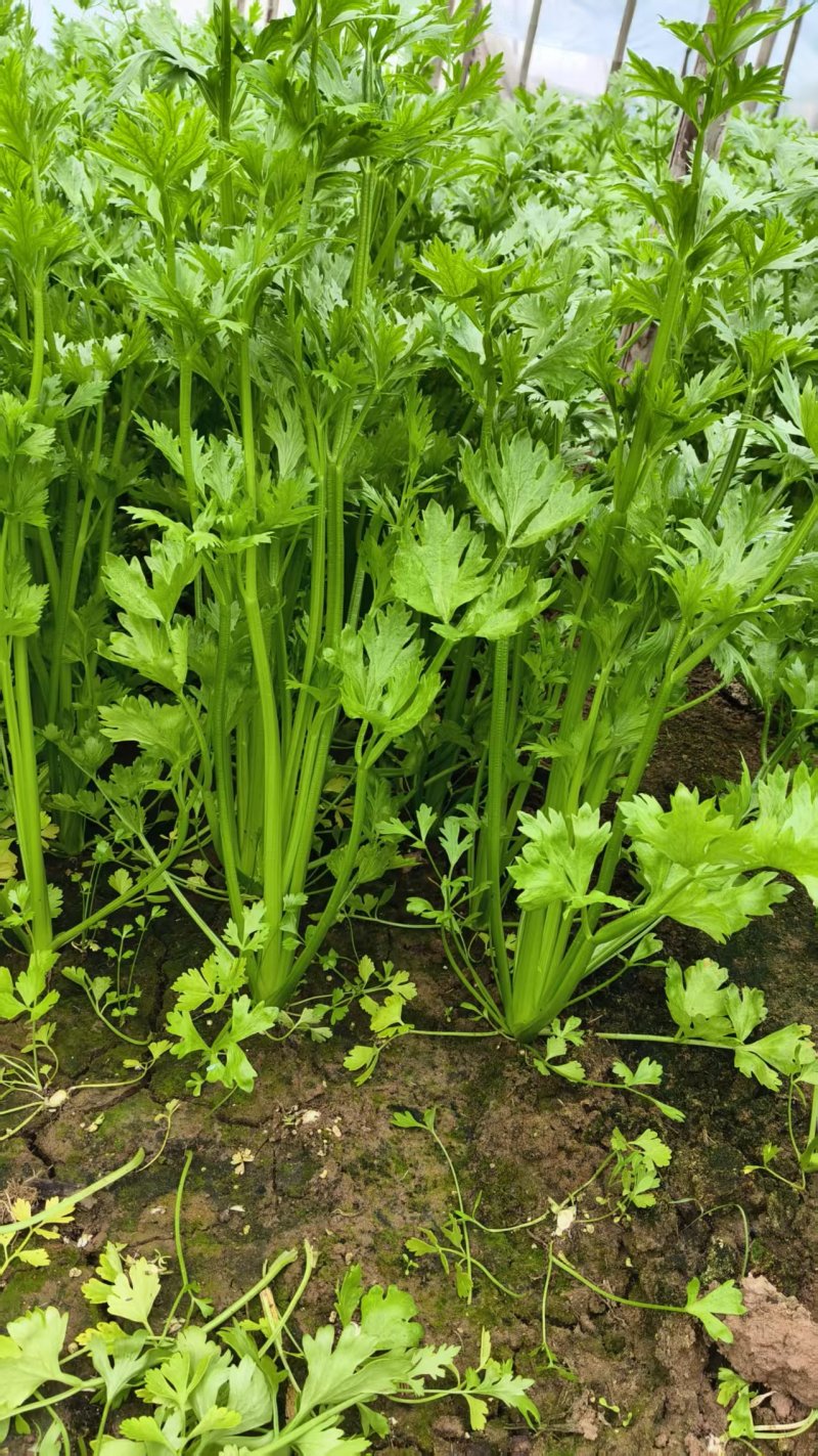 【推荐】河北西芹大量上市量大从优保质保量现摘现发对接商