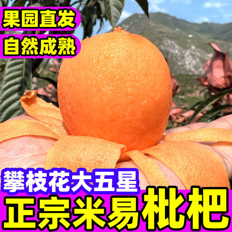 产地直发品质保证四川米易枇杷