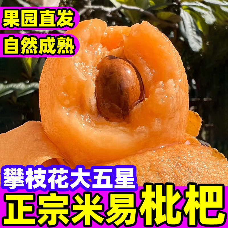 产地直发品质保证四川米易枇杷