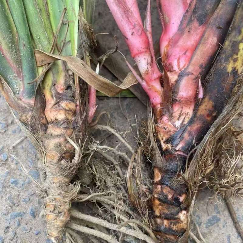 四川石菖蒲种苗红心宽叶高产