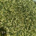 莲子芯优质精选各种规格
