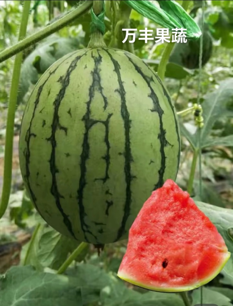 小糖丸/2K西瓜/产地直供/货源充足欢迎视频看货