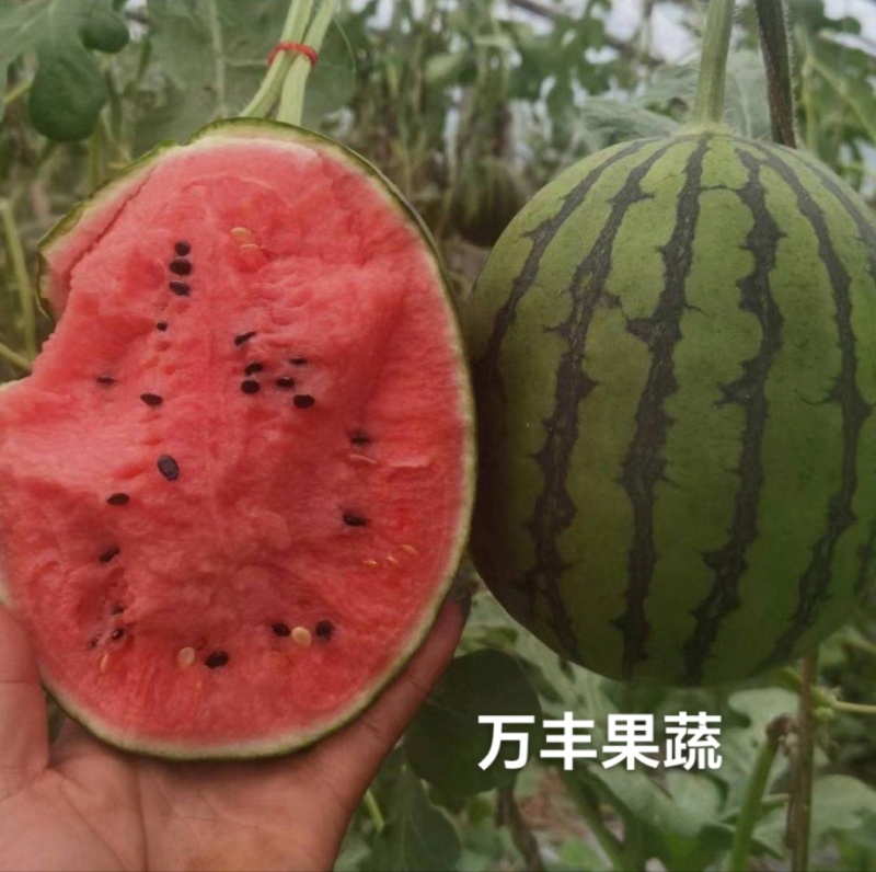 小糖丸/2K西瓜/产地直供/货源充足欢迎视频看货
