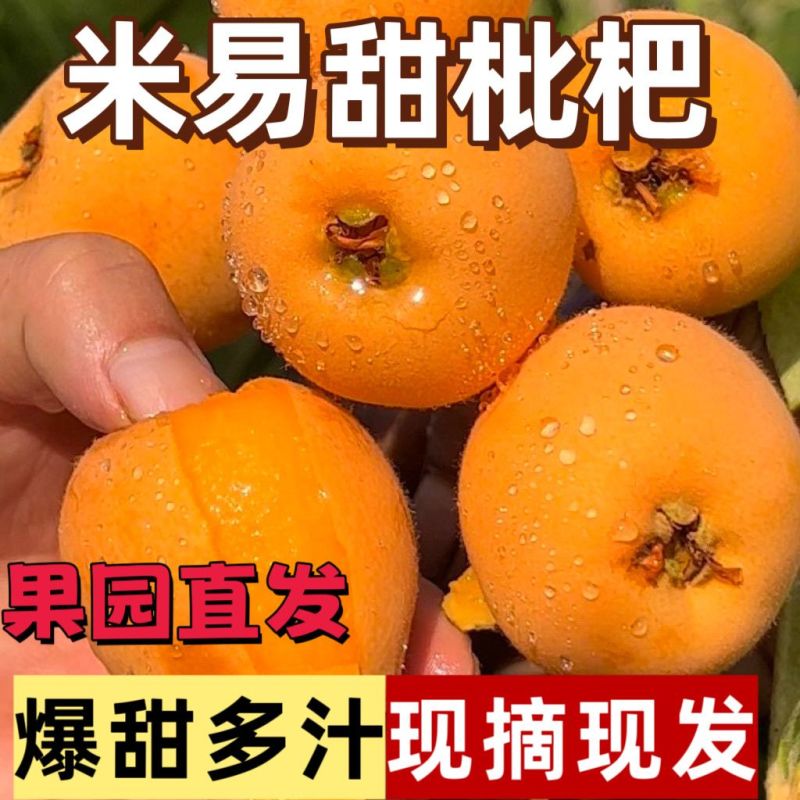 四川攀枝花米易枇杷大量现货价格优惠