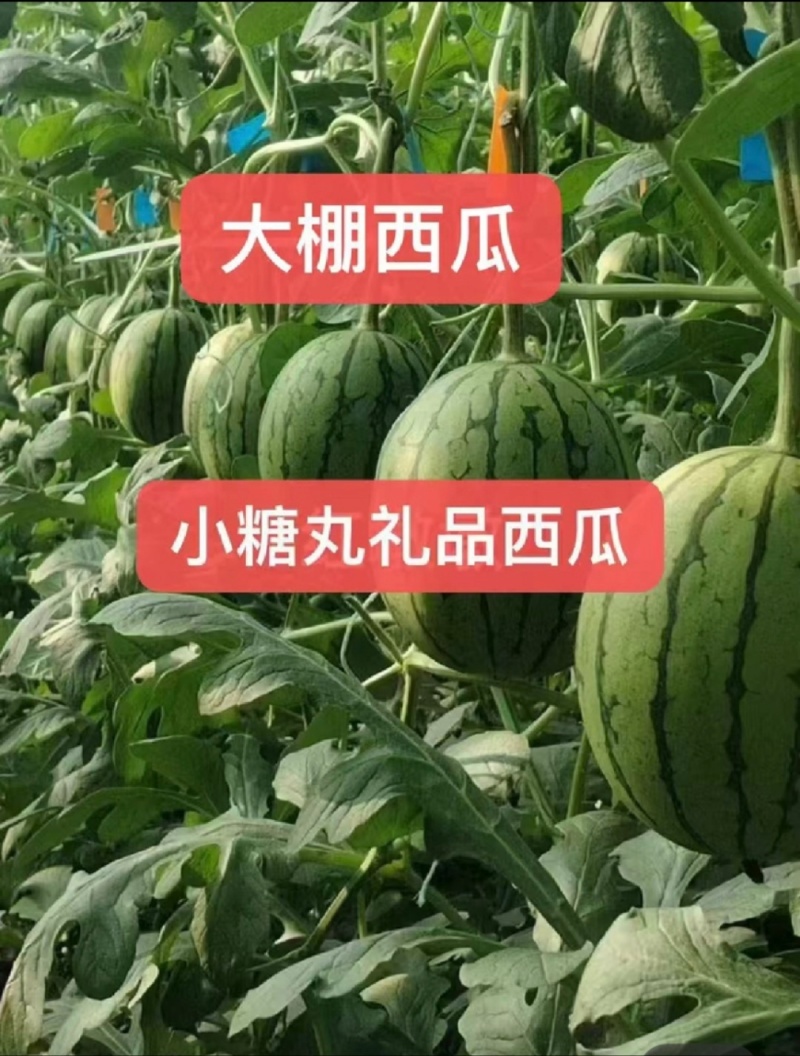 山东小糖丸珍珠红2k西瓜手掰瓜产地直供源头直发