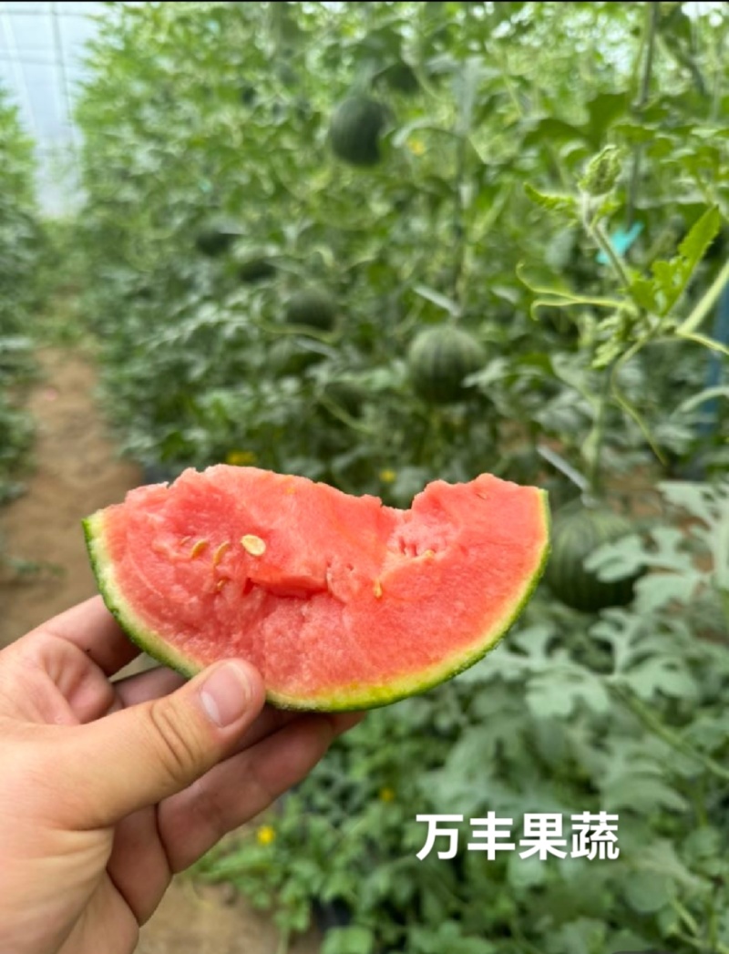 山东小糖丸珍珠红2k西瓜手掰瓜产地直供源头直发