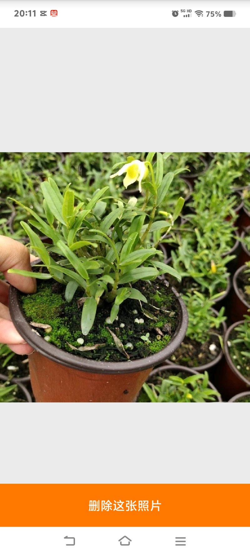 2025年霍山米斛苗正在拔1-3年苗种植季节，量大价优