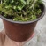 2025年霍山米斛苗正在拔1-3年苗种植季节，量大价优