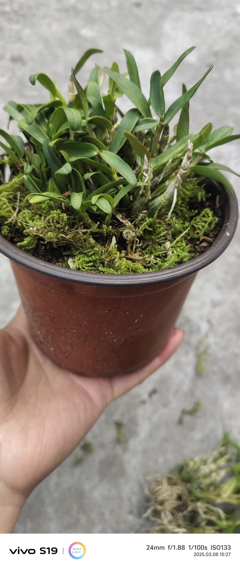 2025年霍山米斛苗正在拔1-3年苗种植季节，量大价优