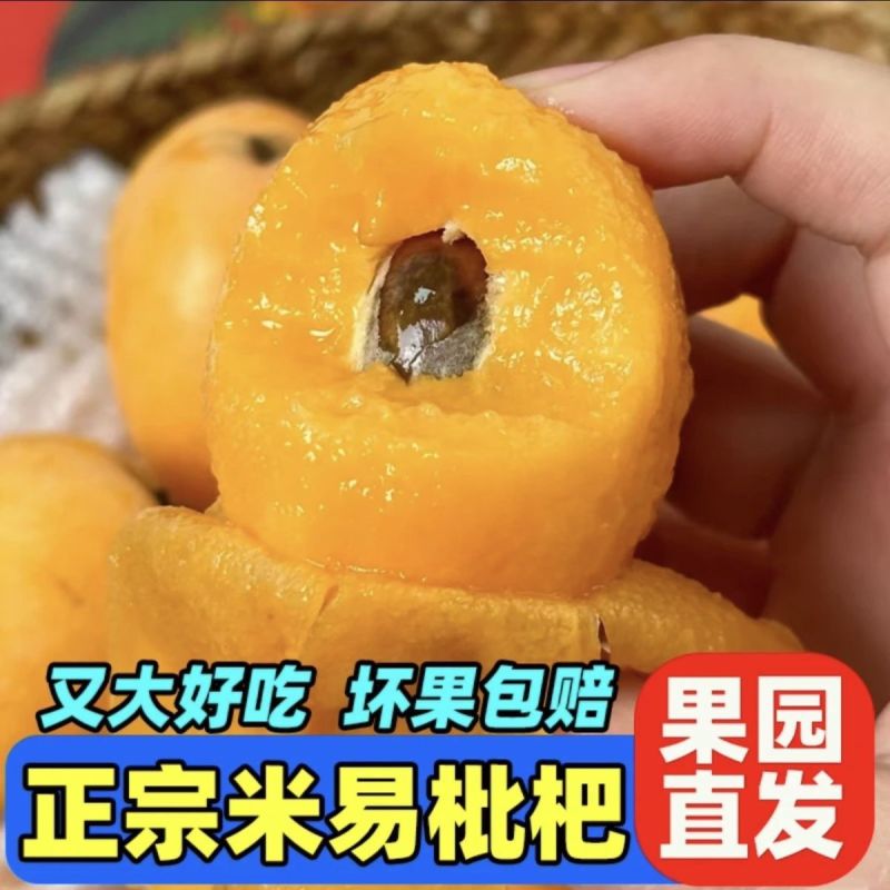 米易枇杷新货上市一件代发货源充足