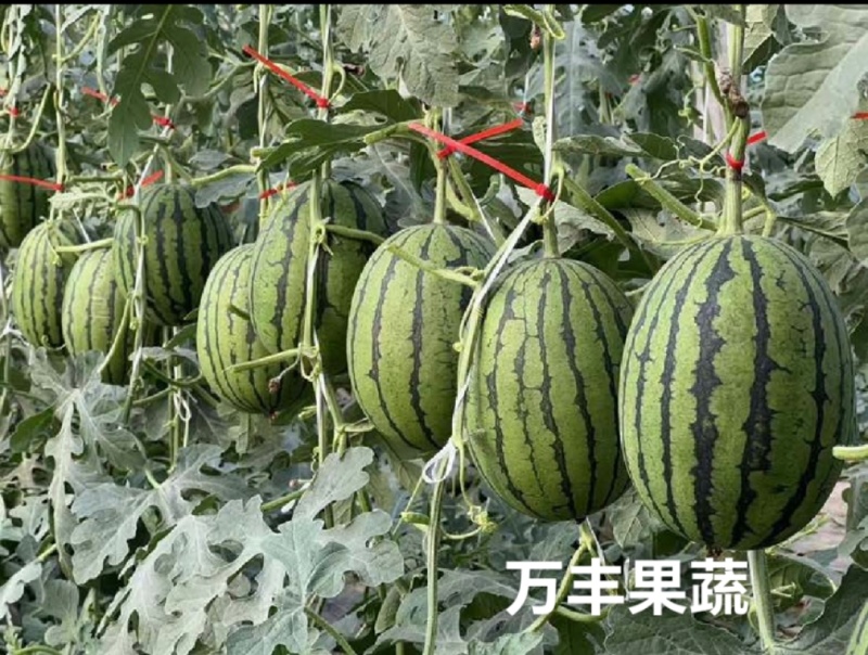 山东小糖丸冰糖子2k珍珠红手撕奶油吊秧瓜大量供货