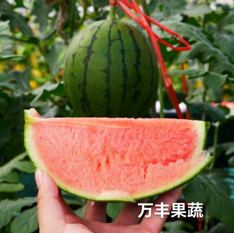 山东小糖丸冰糖子2k珍珠红手撕奶油吊秧瓜大量供货
