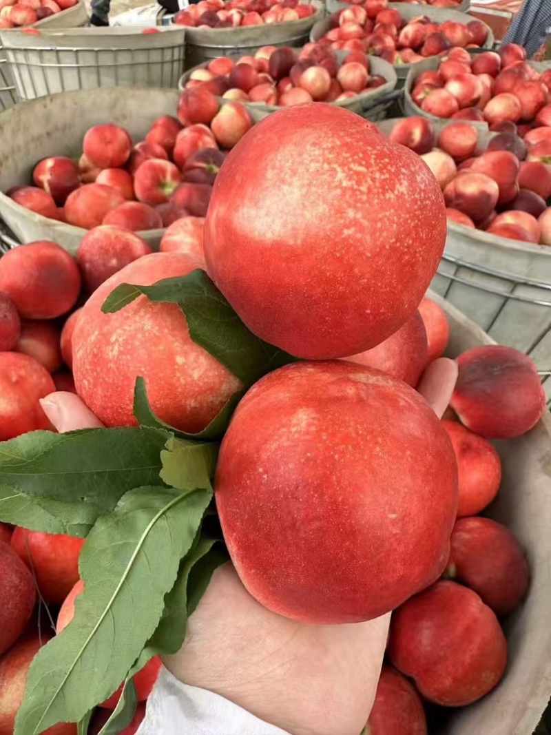辽南油桃大量上市中口感个头大价格优
