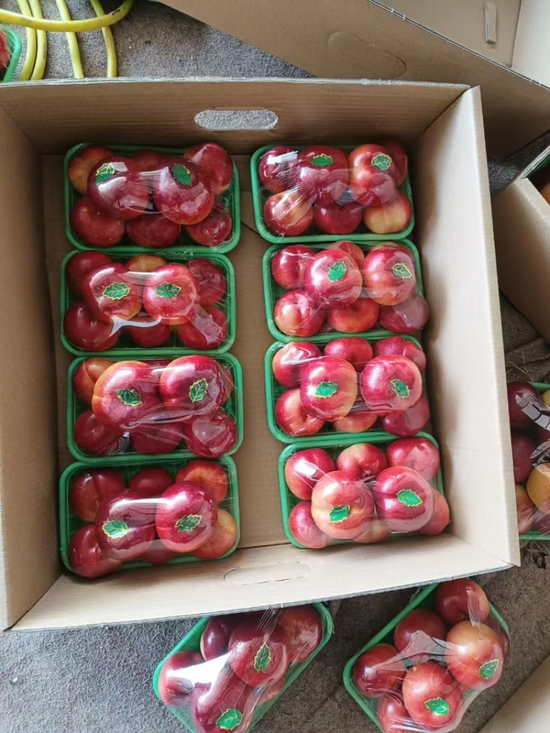辽南油桃大量上市中口感个头大价格优