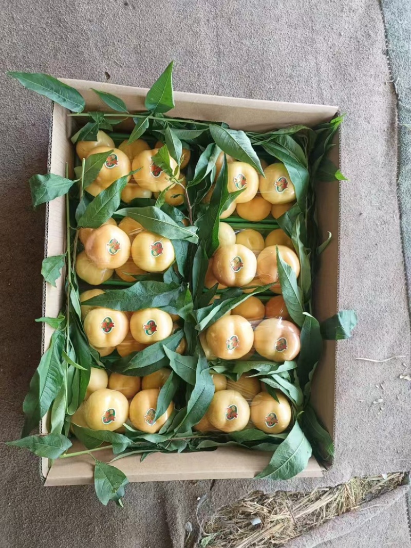辽南油桃大量上市中口感个头大价格优