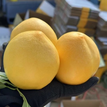 辽南油桃大量上市中口感个头大价格优