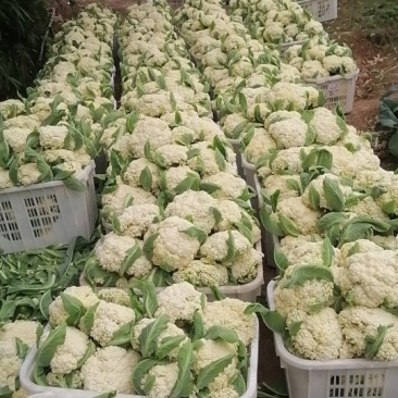四川白面青梗有机花菜大量上市中，产地直发！货源充足！