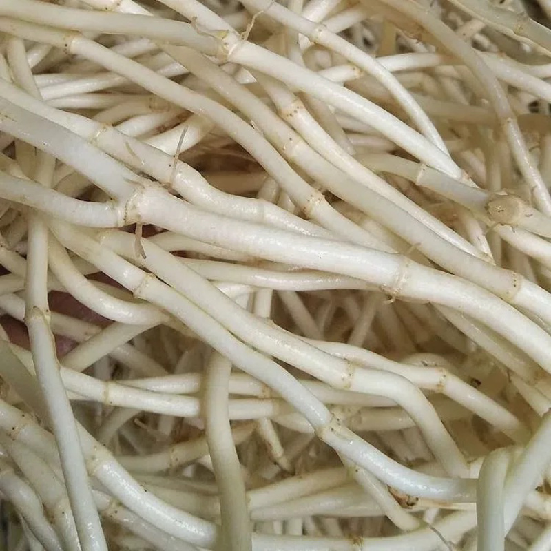 新鲜鱼腥草大量供应品质保证一手货源欢迎各位老板下单
