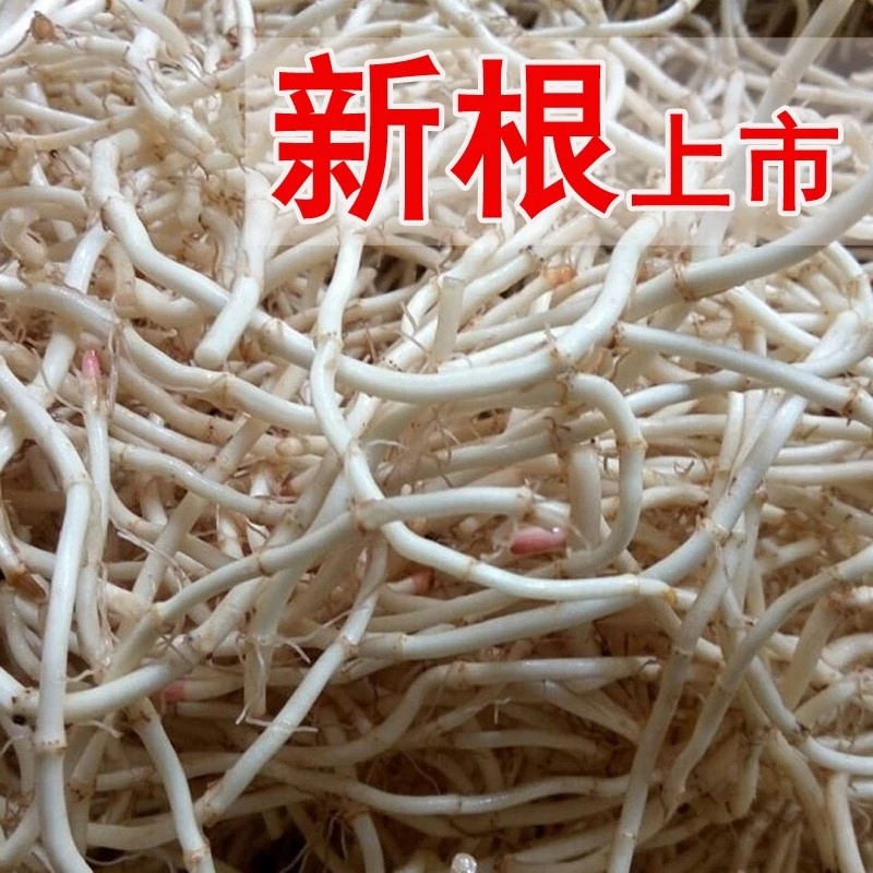 新鲜鱼腥草大量供应品质保证一手货源欢迎各位老板下单