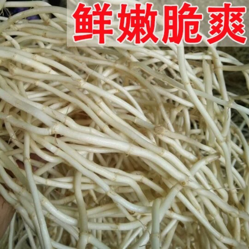 新鲜鱼腥草大量供应品质保证一手货源欢迎各位老板下单