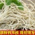 新鲜鱼腥草大量供应品质保证一手货源欢迎各位老板下单