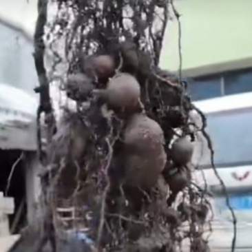 三叶青苗