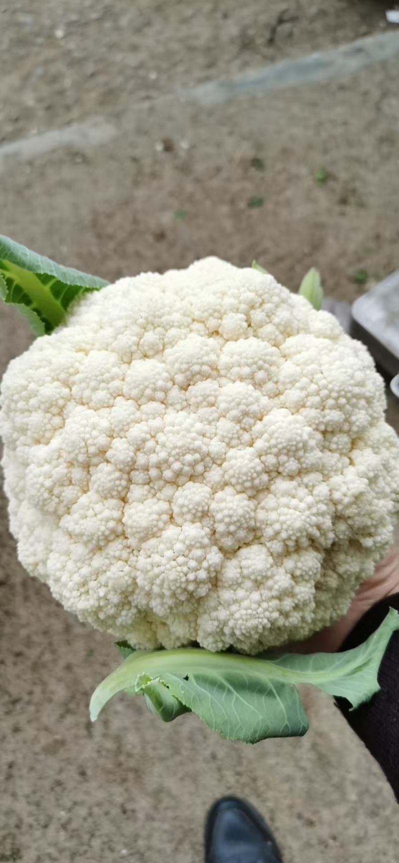 四川白面青梗有机花菜大量上市中，产地直发！货源充足！