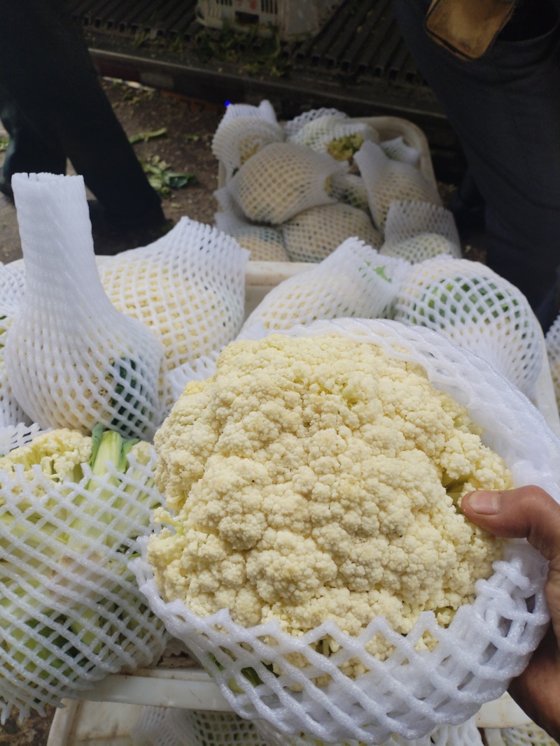 四川白面青梗有机花菜大量上市中，产地直发！货源充足！