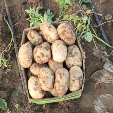 新鲜土豆大量上市产地批发一手货源诚信经营价格优惠