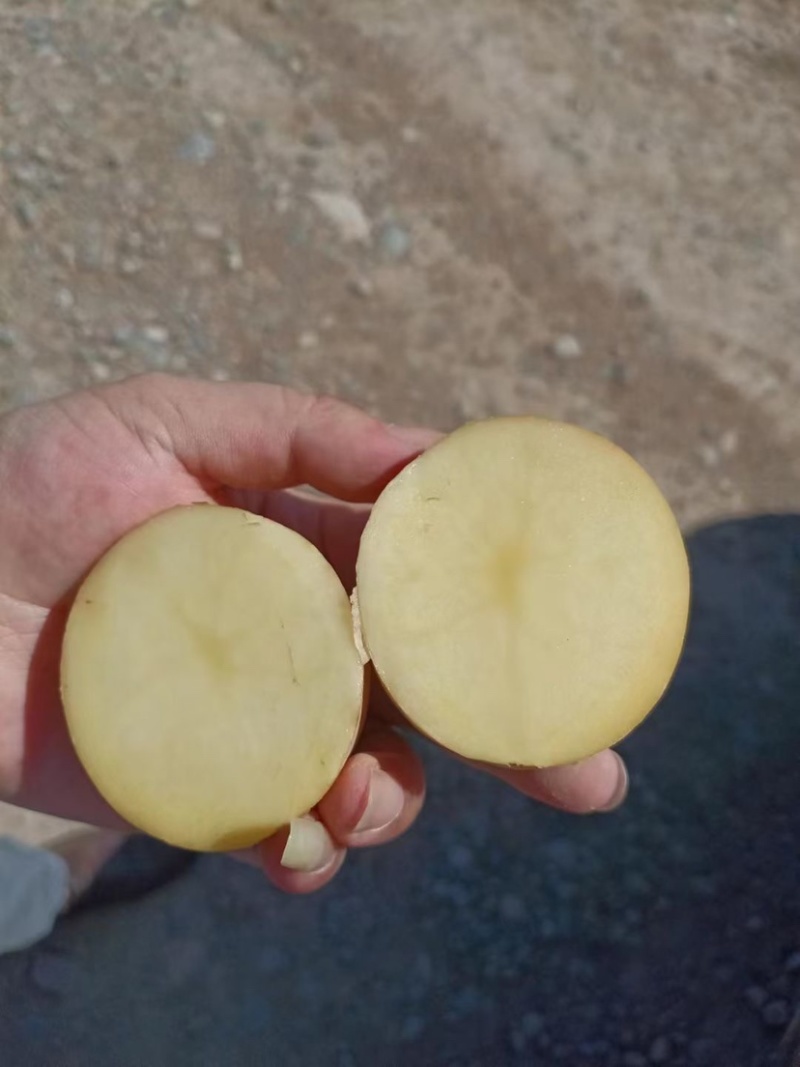 新鲜土豆大量上市产地批发一手货源诚信经营价格优惠