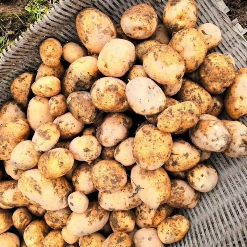 新鲜土豆大量上市产地批发一手货源诚信经营价格优惠