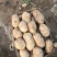 新鲜土豆大量上市产地批发一手货源诚信经营价格优惠