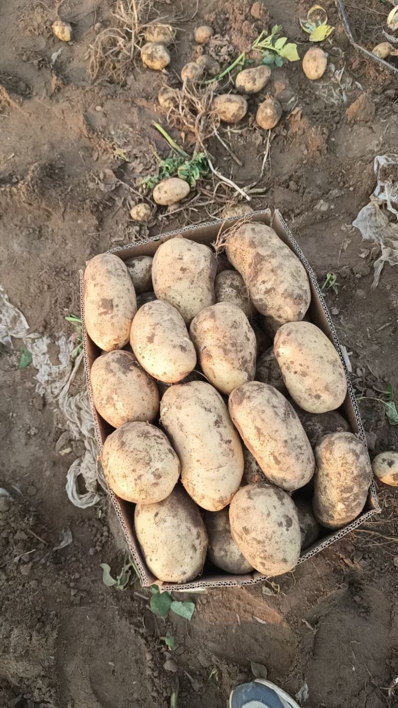 新鲜土豆大量上市产地批发一手货源诚信经营价格优惠