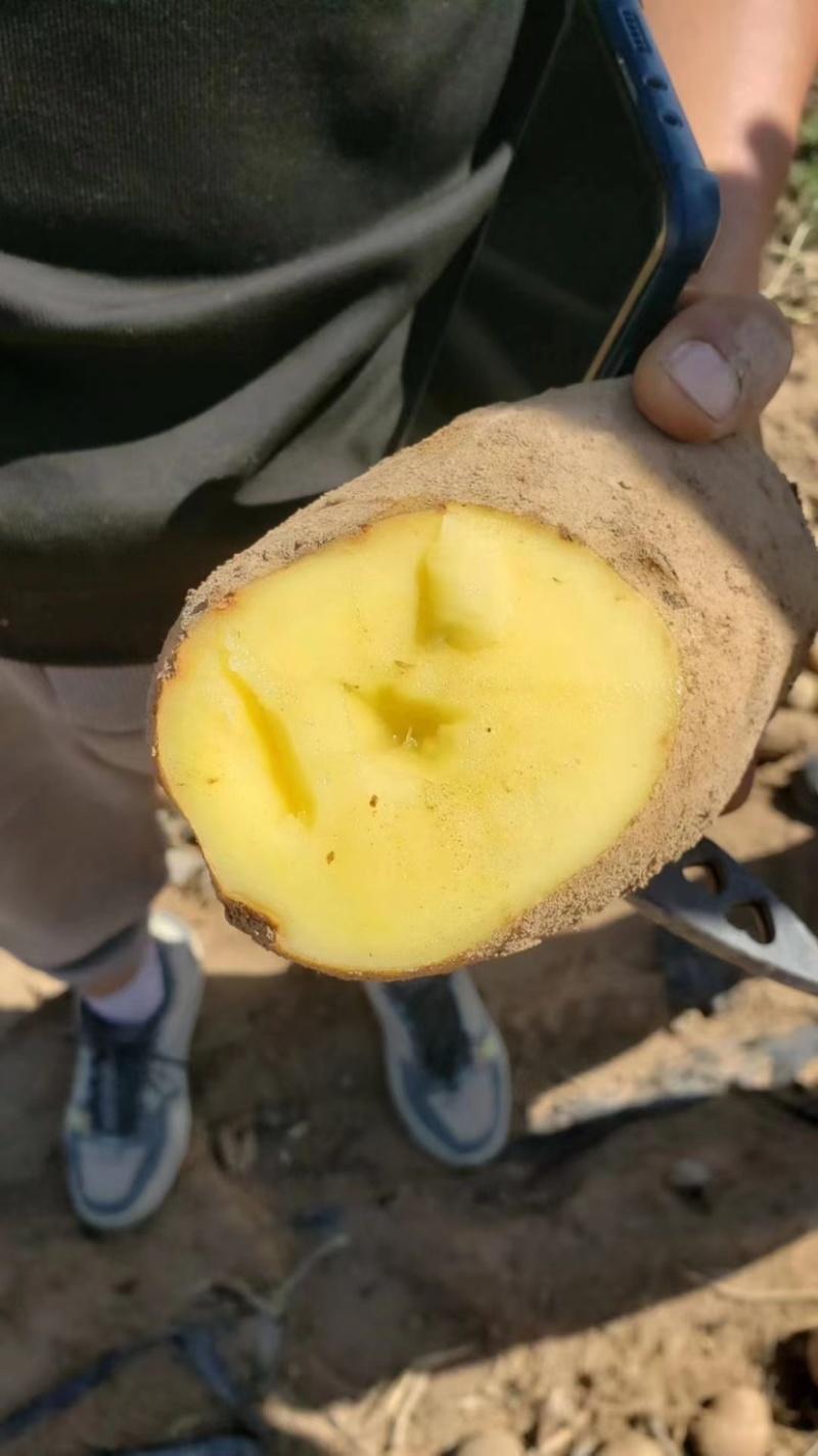 新鲜土豆大量上市产地批发一手货源诚信经营价格优惠
