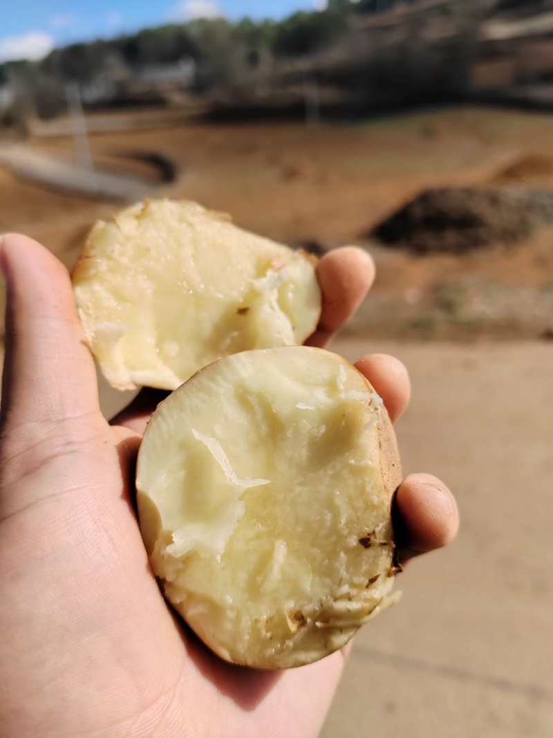 新鲜土豆大量上市产地批发一手货源诚信经营价格优惠