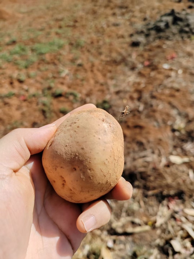 新鲜土豆大量上市产地批发一手货源诚信经营价格优惠