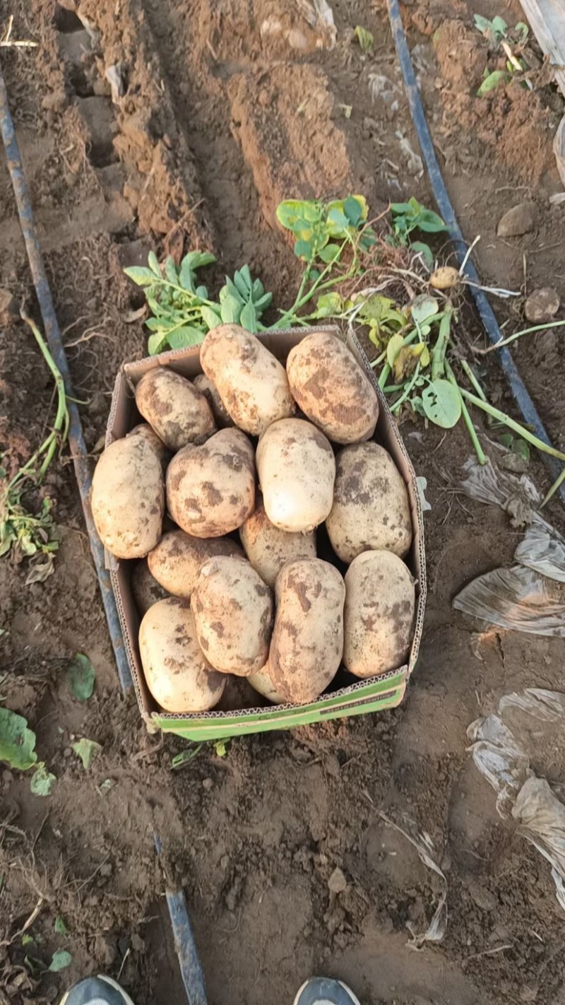 新鲜土豆大量上市产地批发一手货源诚信经营价格优惠