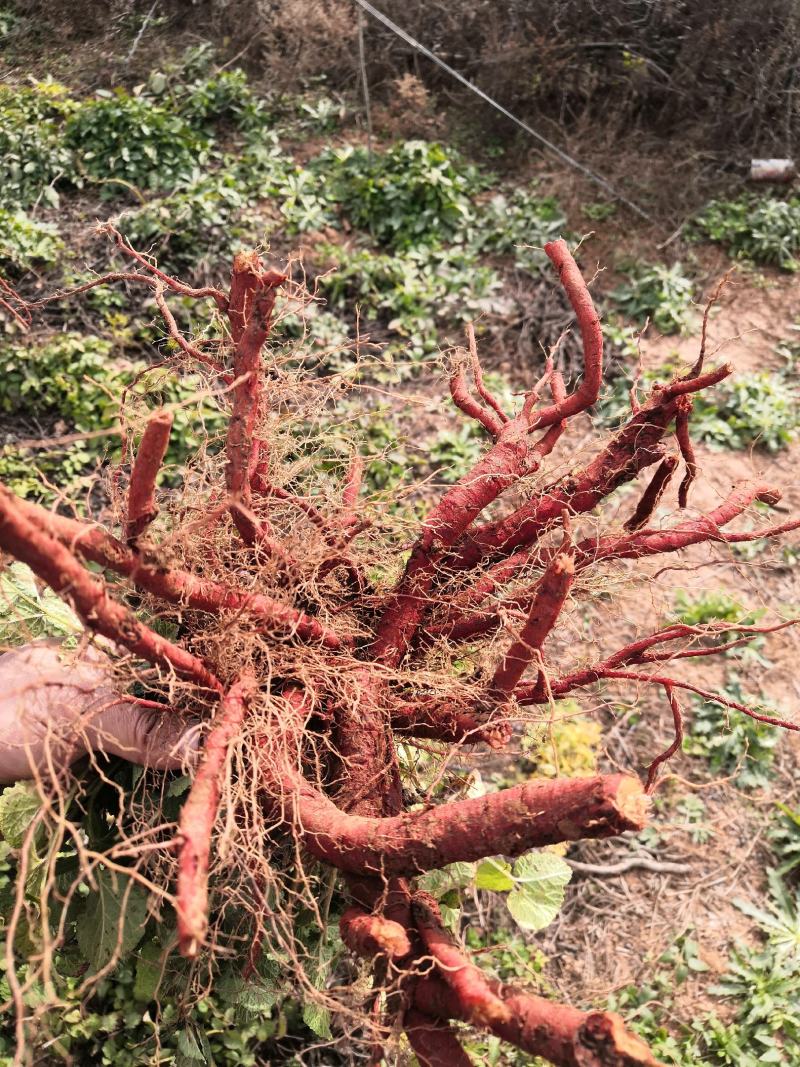 段栽丹参种植基地，精选条子，出芽率高。