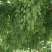 巨峰葡萄树苗盆栽地栽庭院栽植当年结果