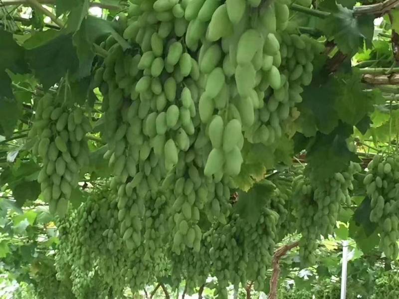 巨峰葡萄树苗盆栽地栽庭院栽植当年结果