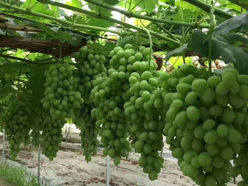 巨峰葡萄树苗盆栽地栽庭院栽植当年结果