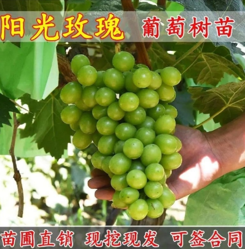 巨峰葡萄树苗盆栽地栽庭院栽植当年结果