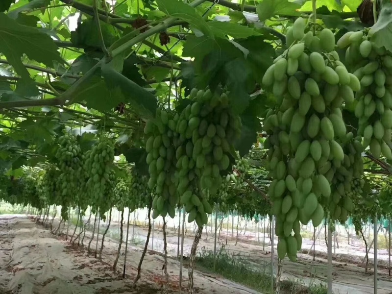巨峰葡萄树苗盆栽地栽庭院栽植当年结果