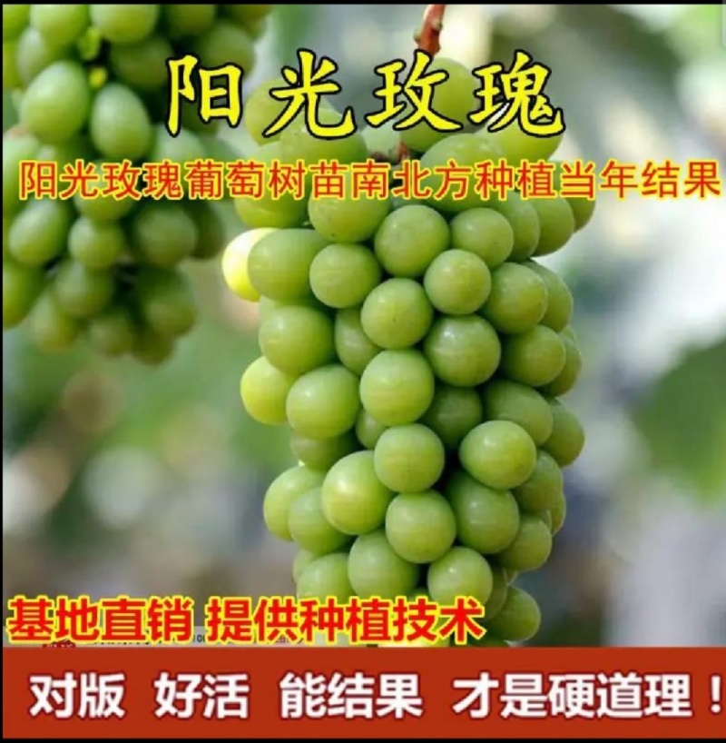 巨峰葡萄树苗盆栽地栽庭院栽植当年结果