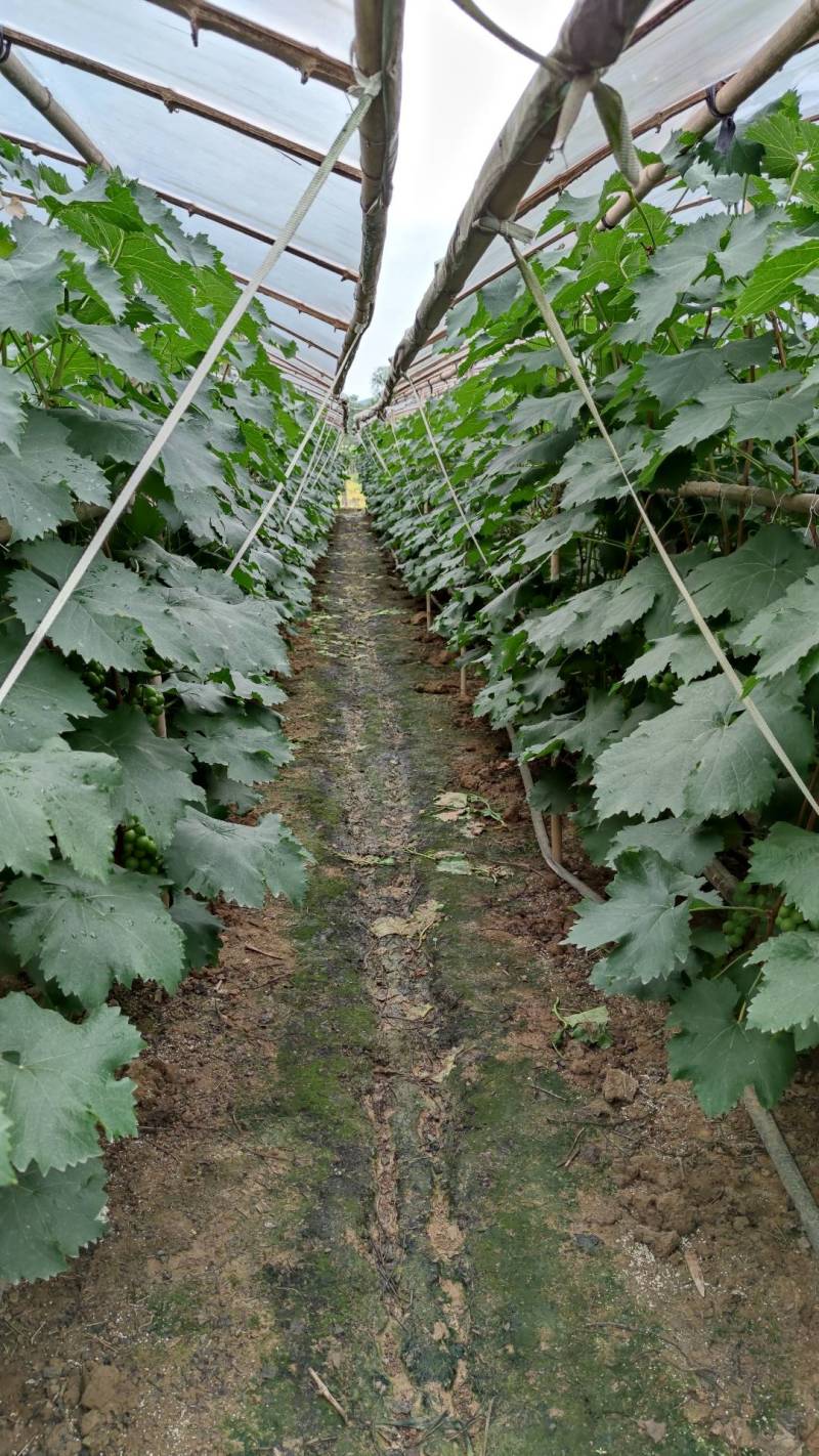 巨峰葡萄树苗盆栽地栽庭院栽植当年结果