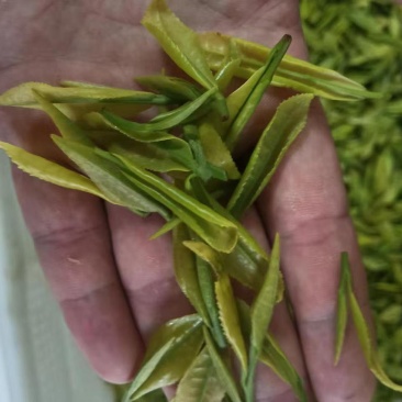 自家茶园，现有成熟茶树，苗龄3-5年，适合爱茶人士种植或