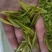 自家茶园，现有成熟茶树，苗龄3-5年，适合爱茶人士种植或