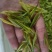 自家茶园，现有成熟茶树，苗龄3-5年，适合爱茶人士种植或