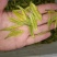 自家茶园，现有成熟茶树，苗龄3-5年，适合爱茶人士种植或